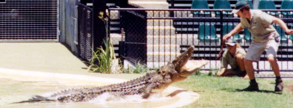 Feeding the crocodiles at the Australia Zoo  Crocoseum